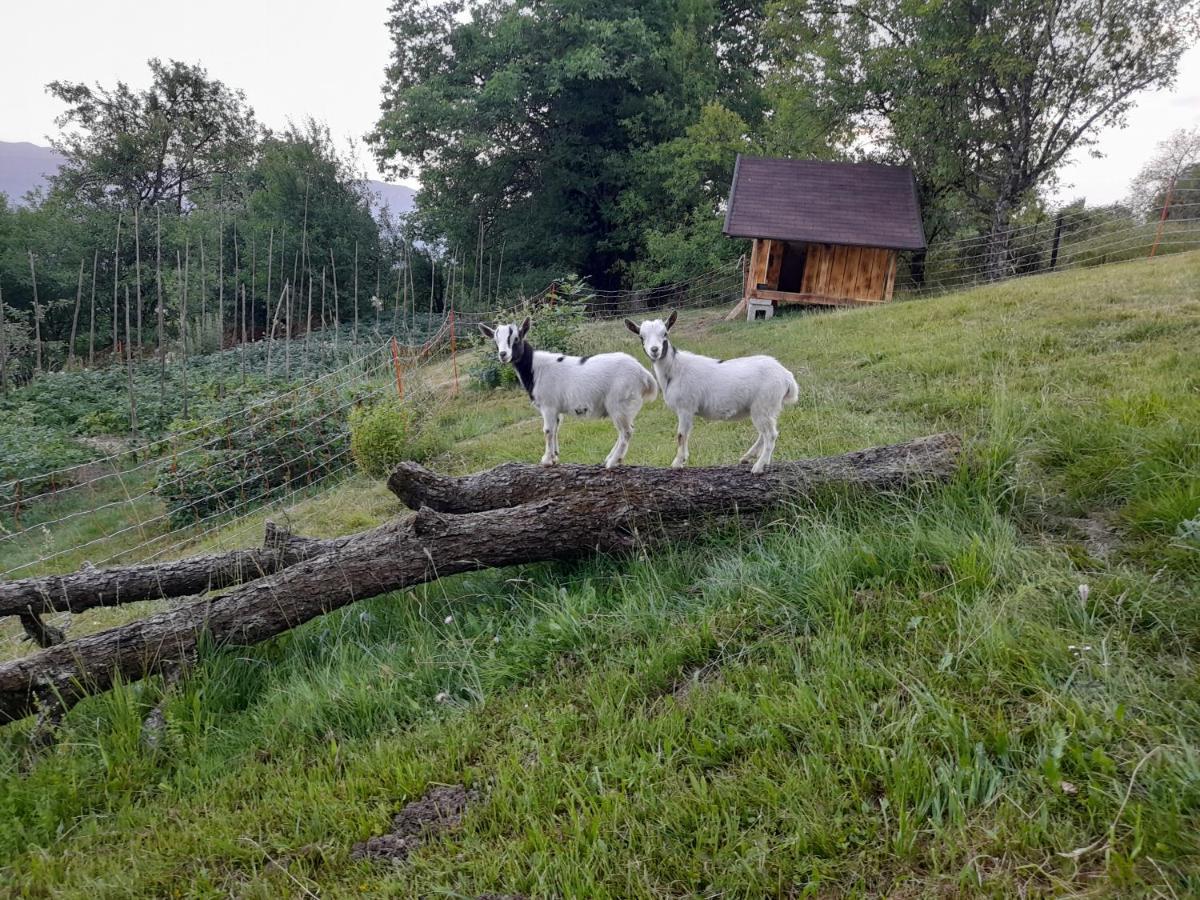 Apartmaji Gorenc Bled Zewnętrze zdjęcie